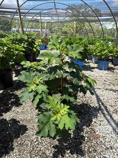 Gatsby Glow Ball Oakleaf Hydrangea