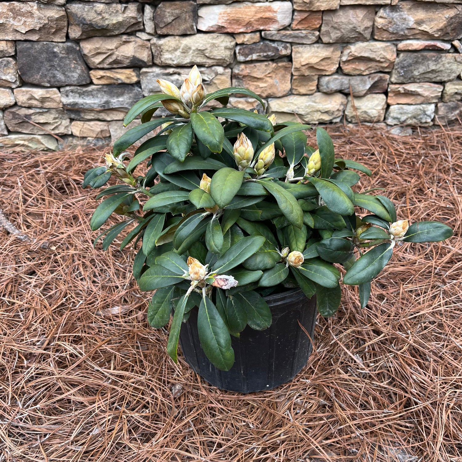 Yaku Princess Rhododendron 3 Gal