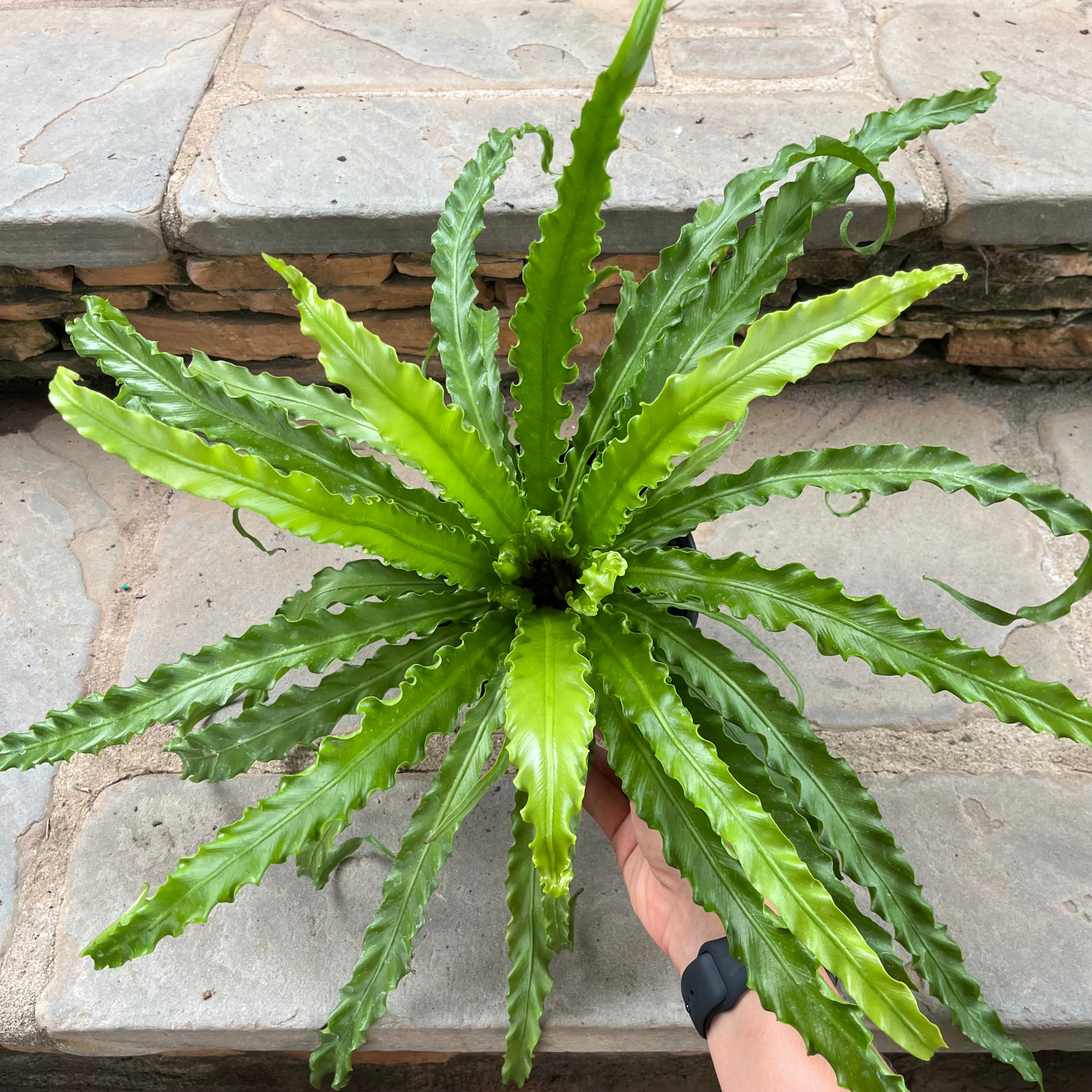 Victoria Bird’s Nest Fern