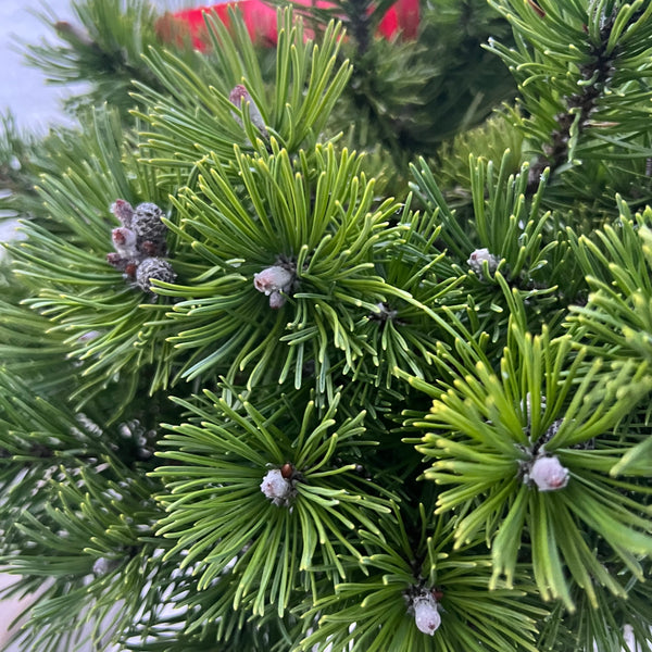 Prostrata Mugo Pine 6G/Patio