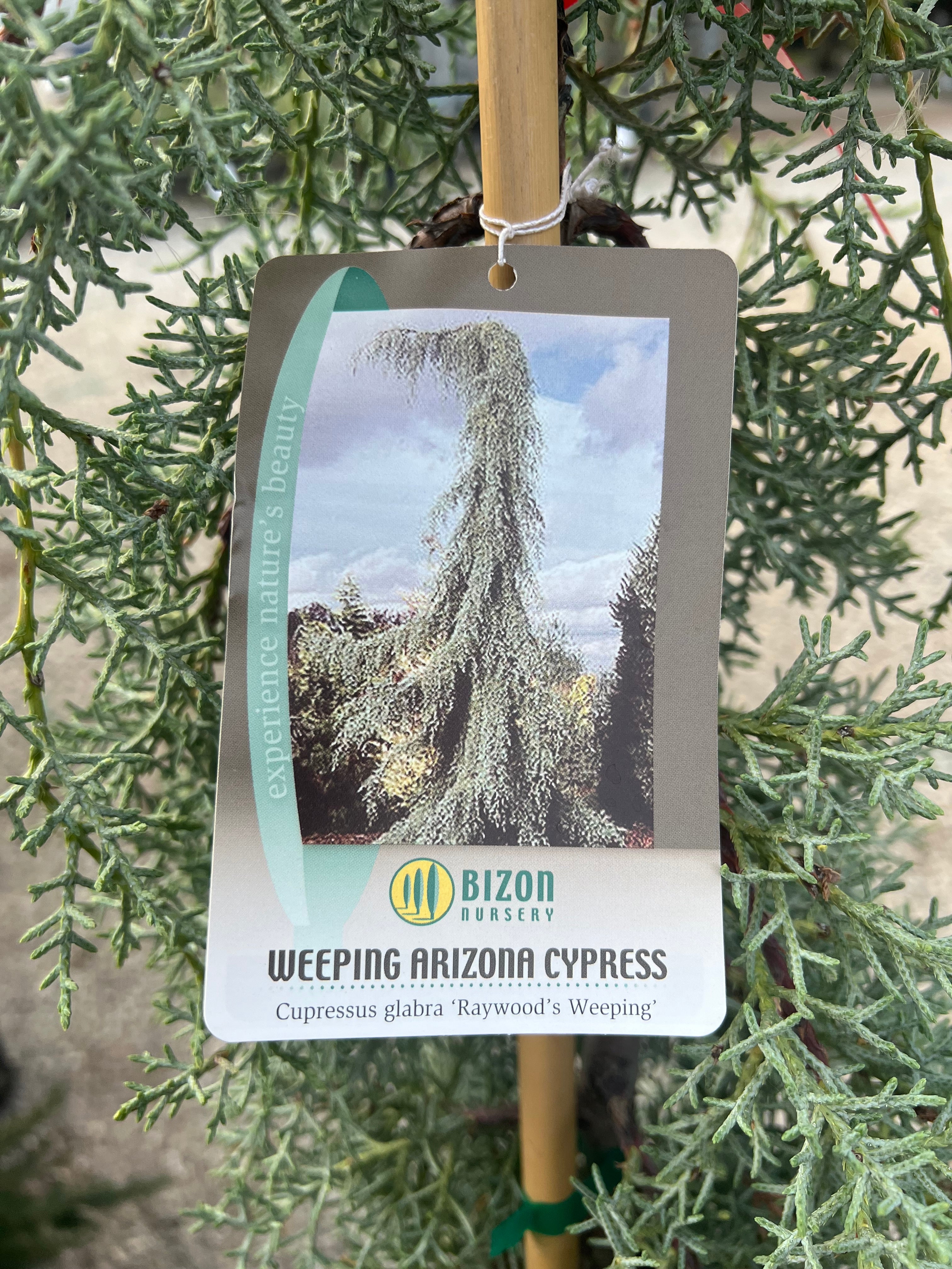 Raywood’s Weeping Arizona Cypress