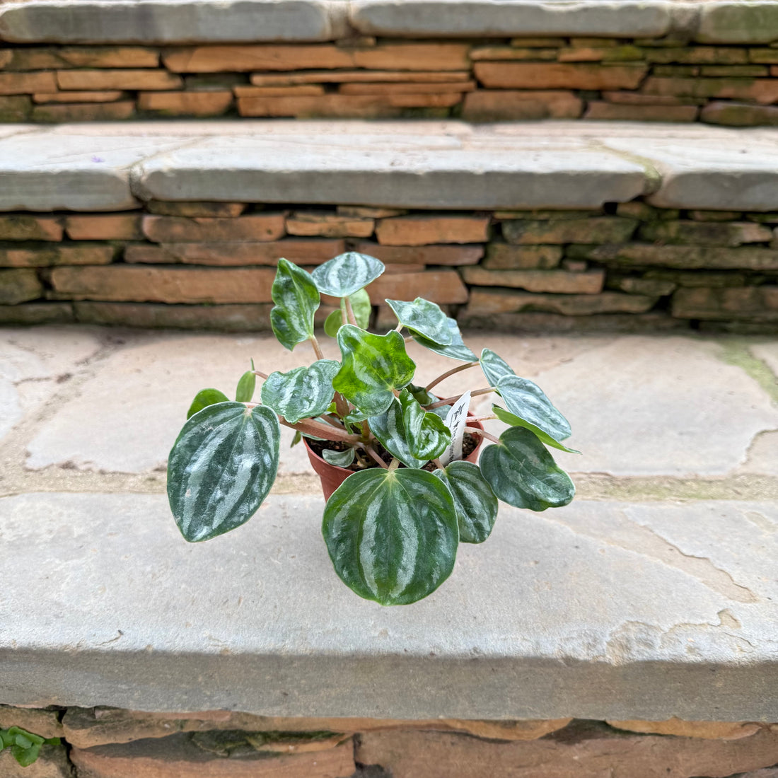 Ecuador Peperomia