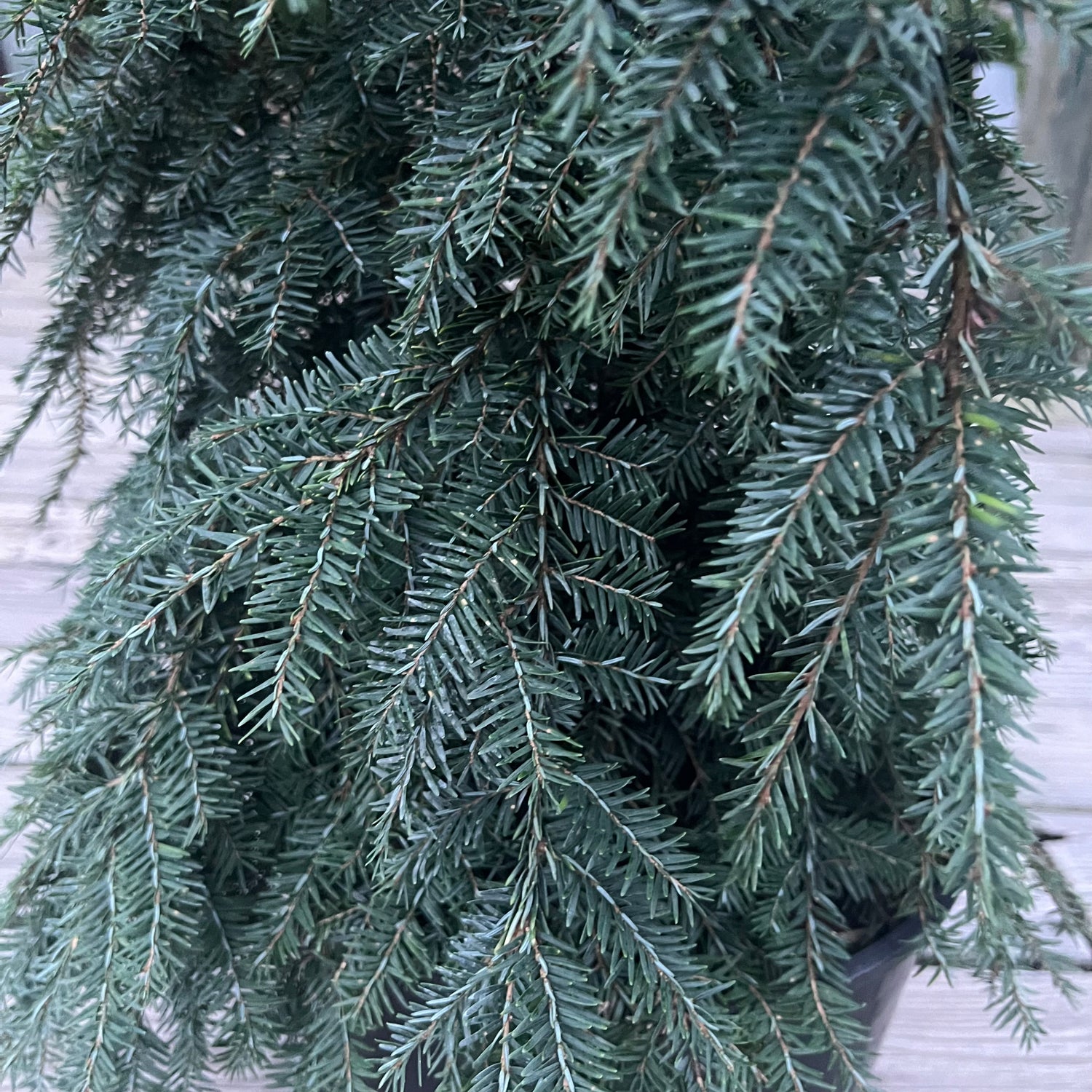 Weeping Hemlock