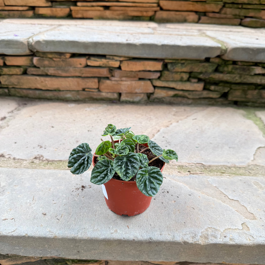 Emerald Ripple Peperomia