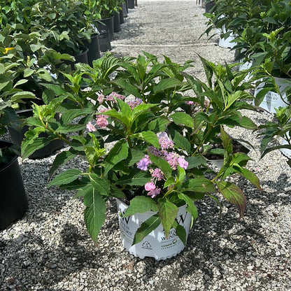 Tiny Tuff Stuff Hydrangea 3 Gal