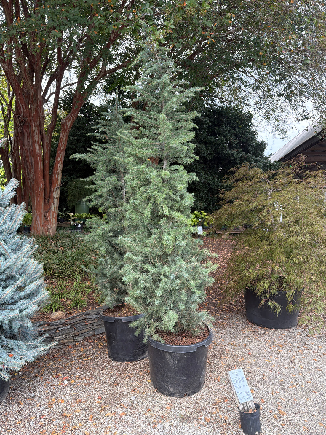Electra Blue Deodar Cedar