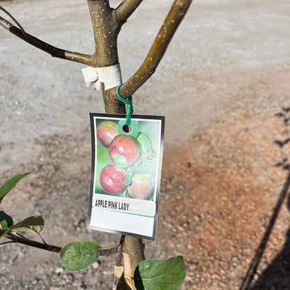 Pink Lady Apple