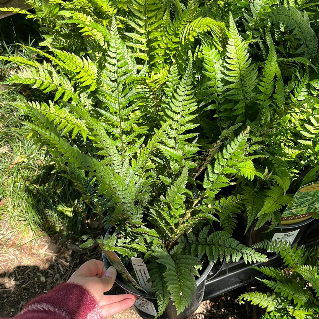 Korean Rock Fern 1 Gal