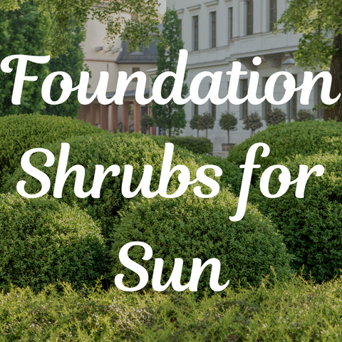 Top 5 Foundation Shrubs for Sun