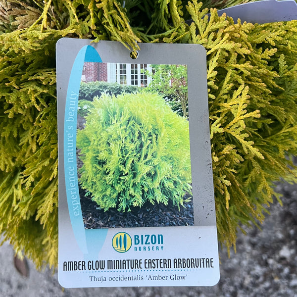 Amber Glow Arborvitae 3 Gal