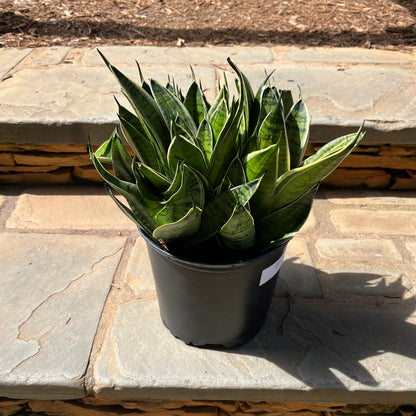 Night Owl Sansevieria