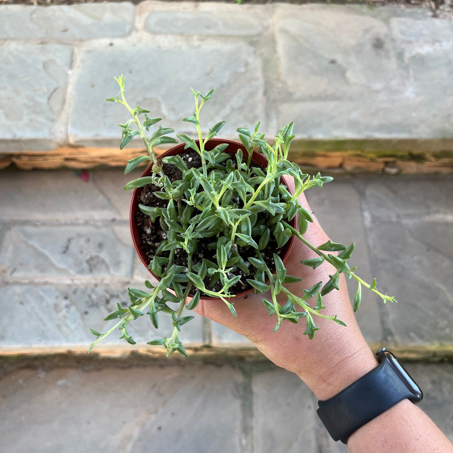 String of Dolphins