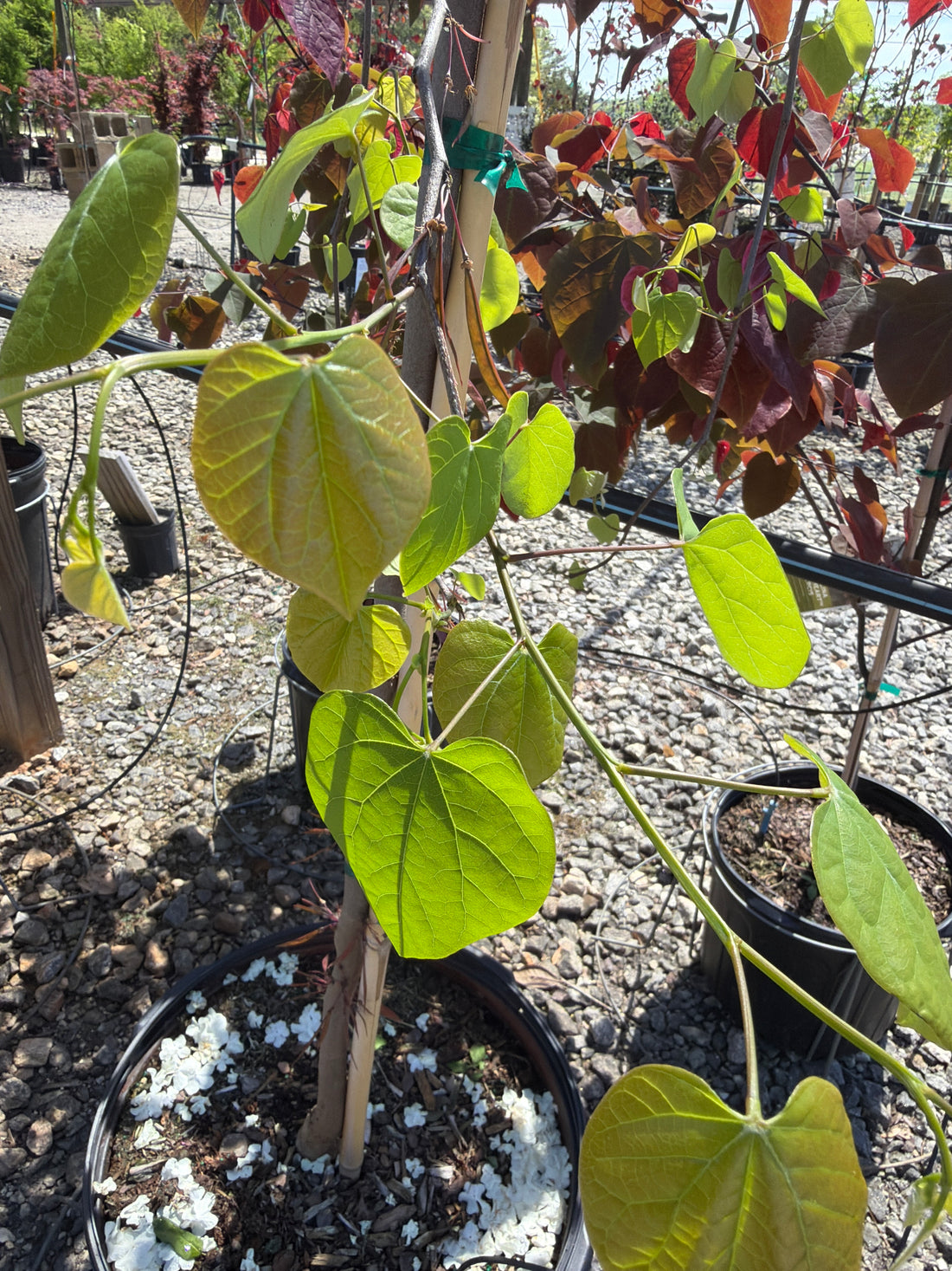 Lavender Twist Weeping Redbud