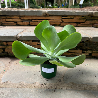 flapjack succulent plant Flapjack Kalanchoe – Lichtenfelt's