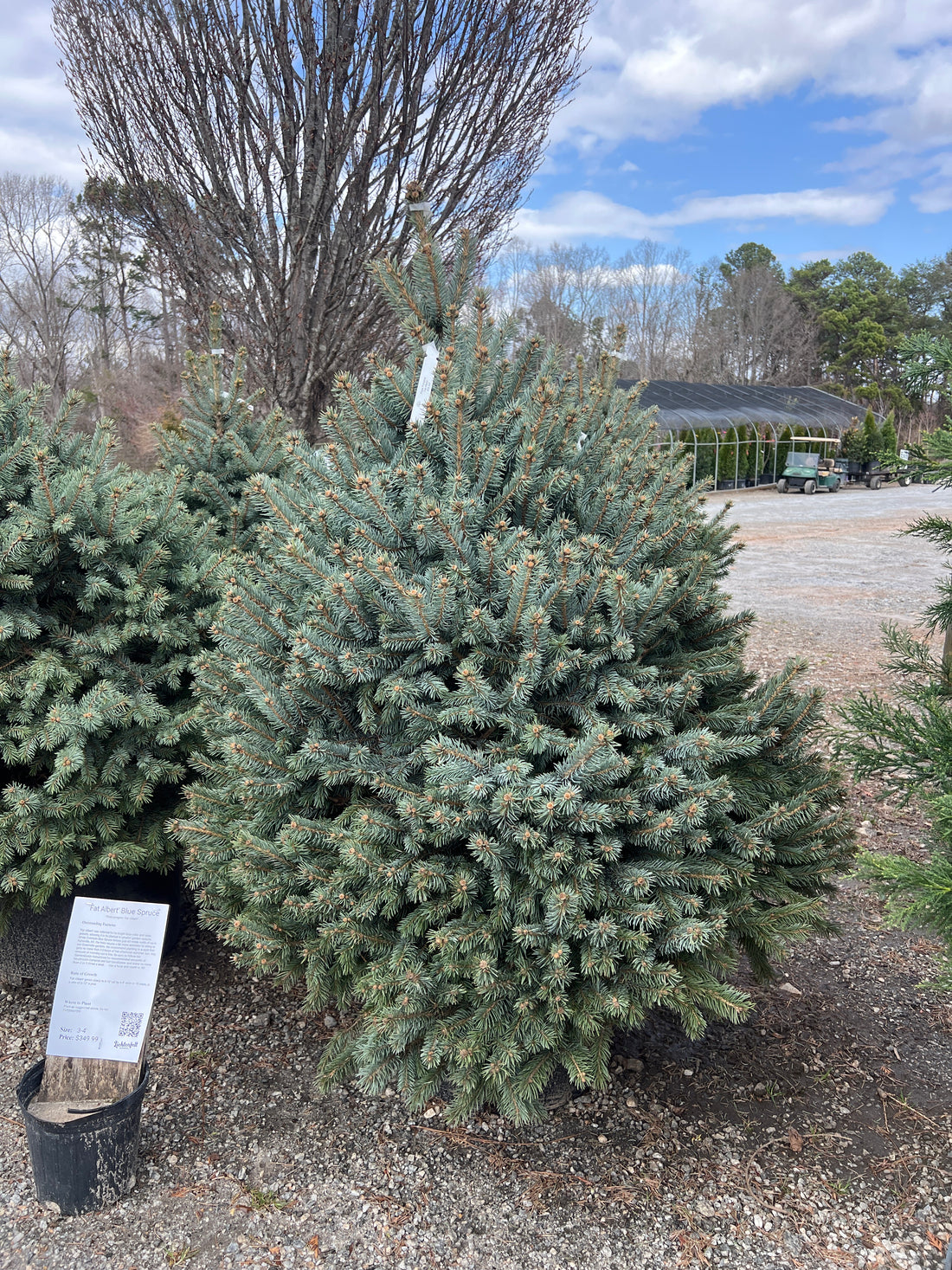Fat Albert Blue Spruce