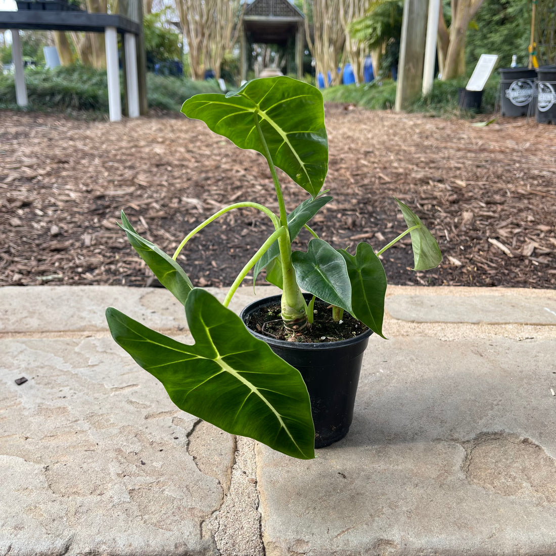 Frydek Alocasia