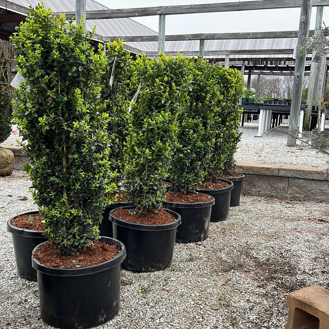 Dee Runk Boxwood – Lichtenfelt's