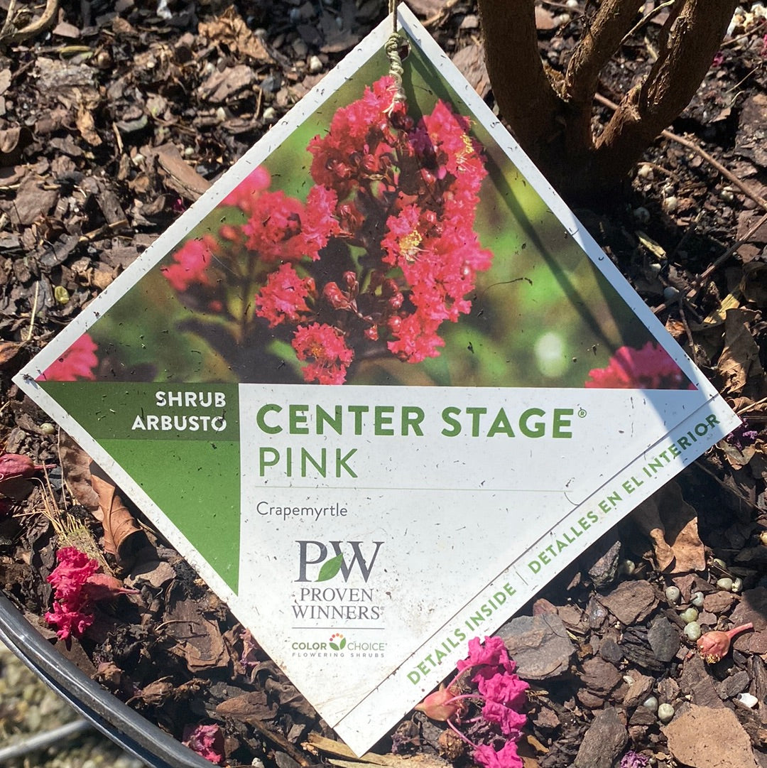 Center Stage Pink Crapemyrtle