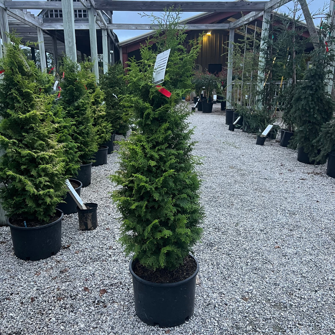 Melody Hinoki Cypress