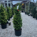 Melody Hinoki Cypress 6 Gal