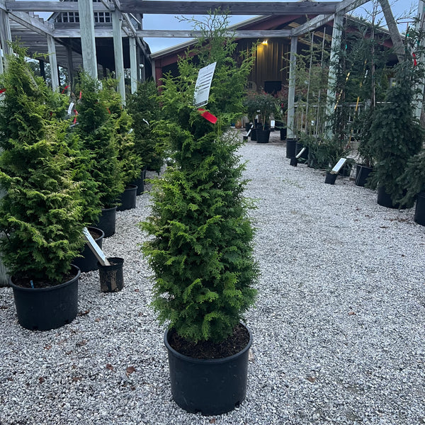Melody Hinoki Cypress 6 Gal