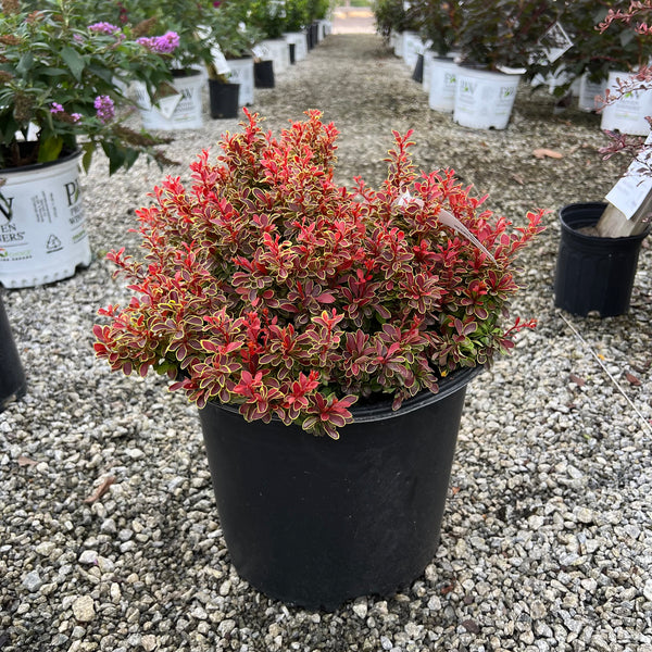Admiration Barberry 3 Gal