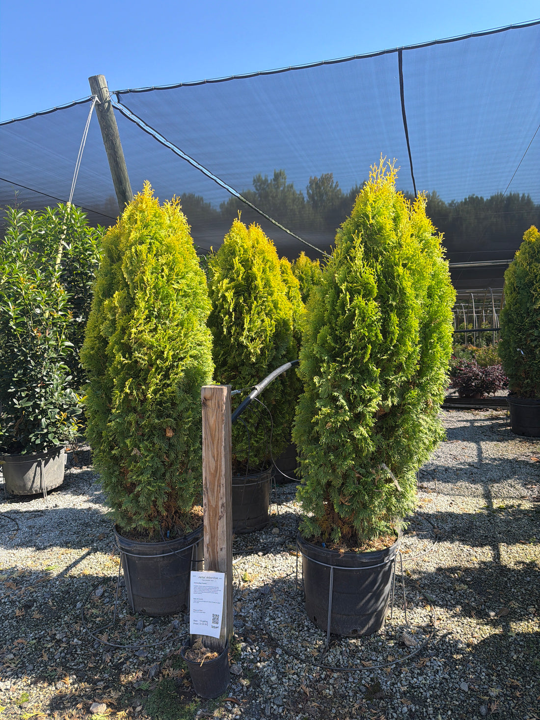 Jantar Arborvitae