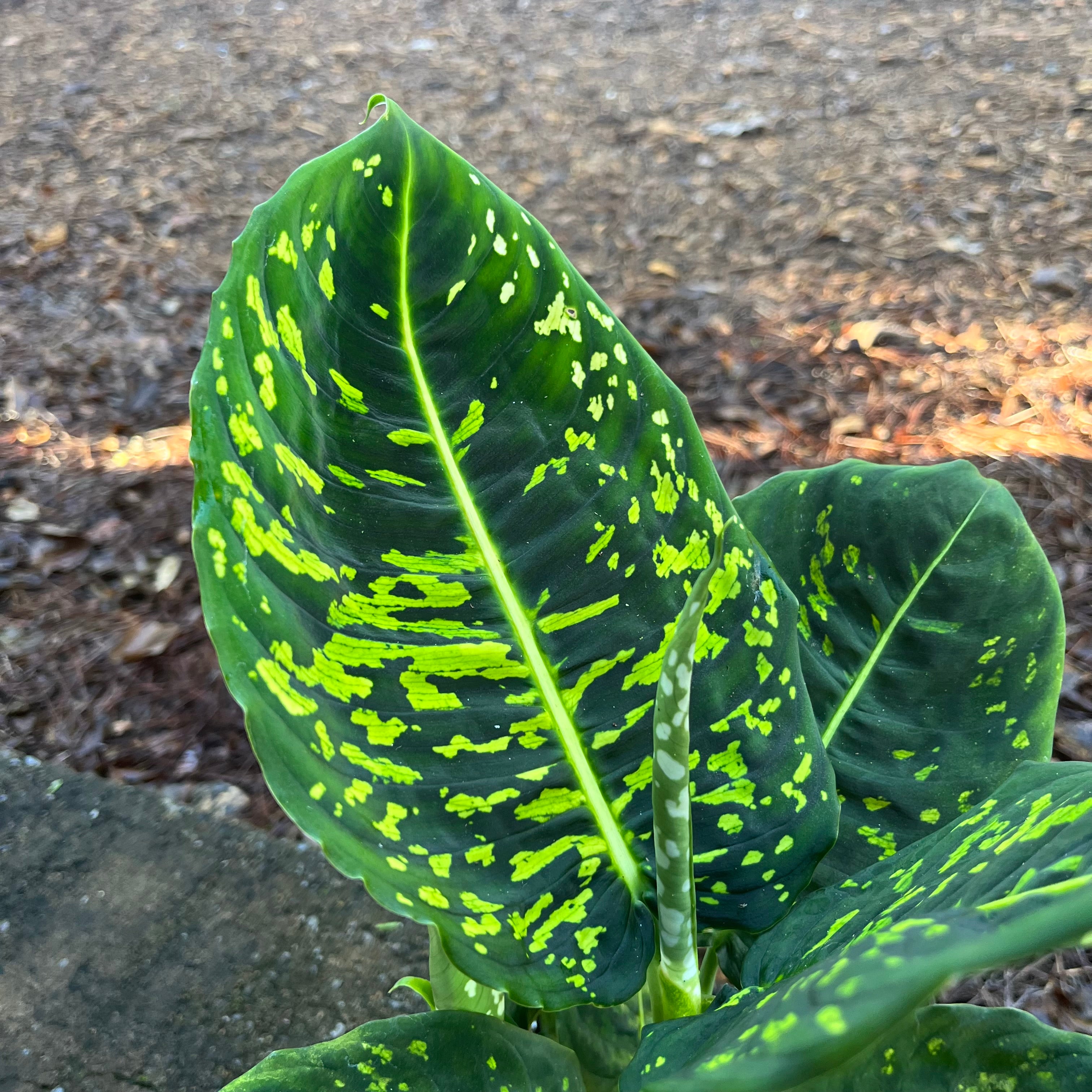 Reflector Dieffenbachia