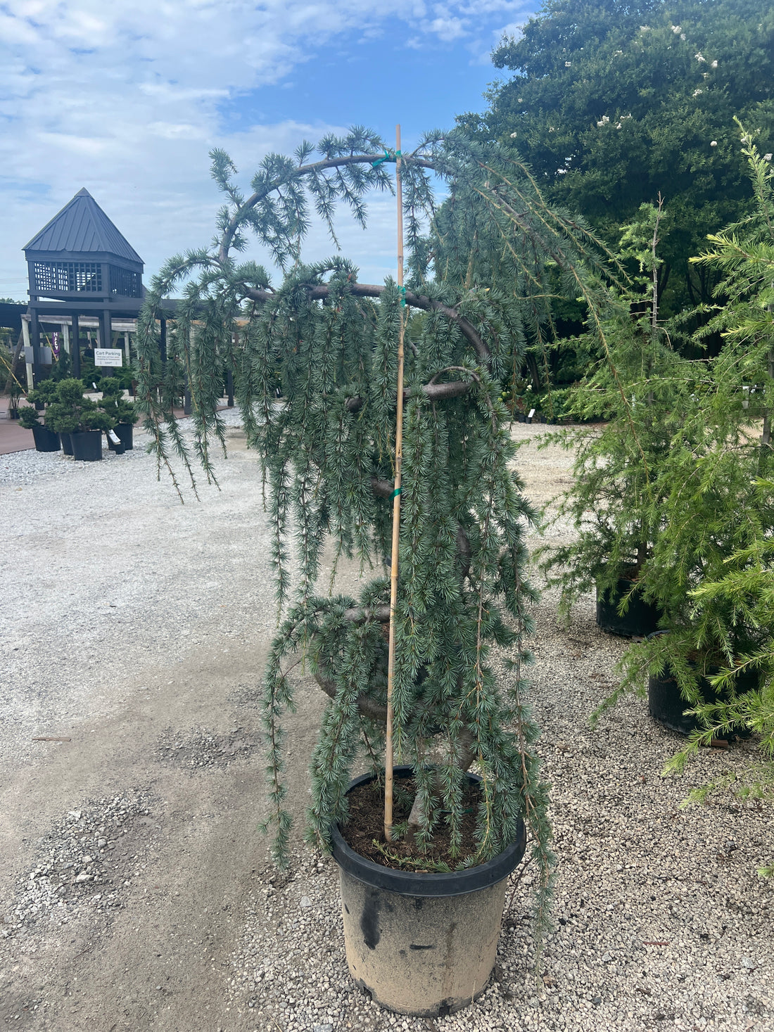Serpentine Blue Atlas Cedar 15 Gal