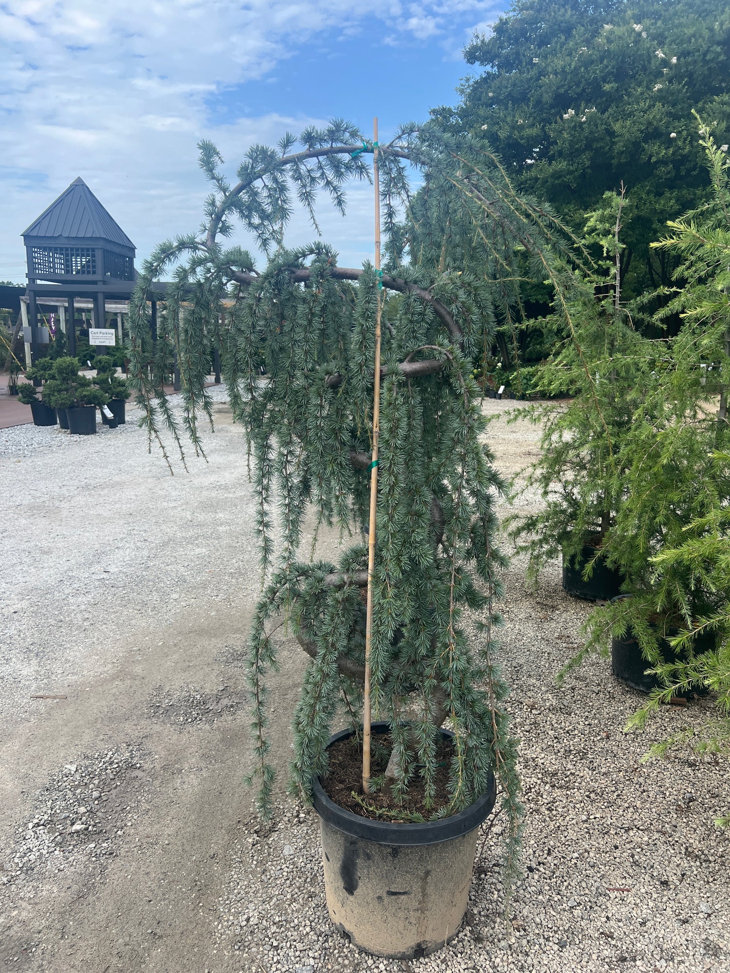 Serpentine Blue Atlas Cedar 15 Gal