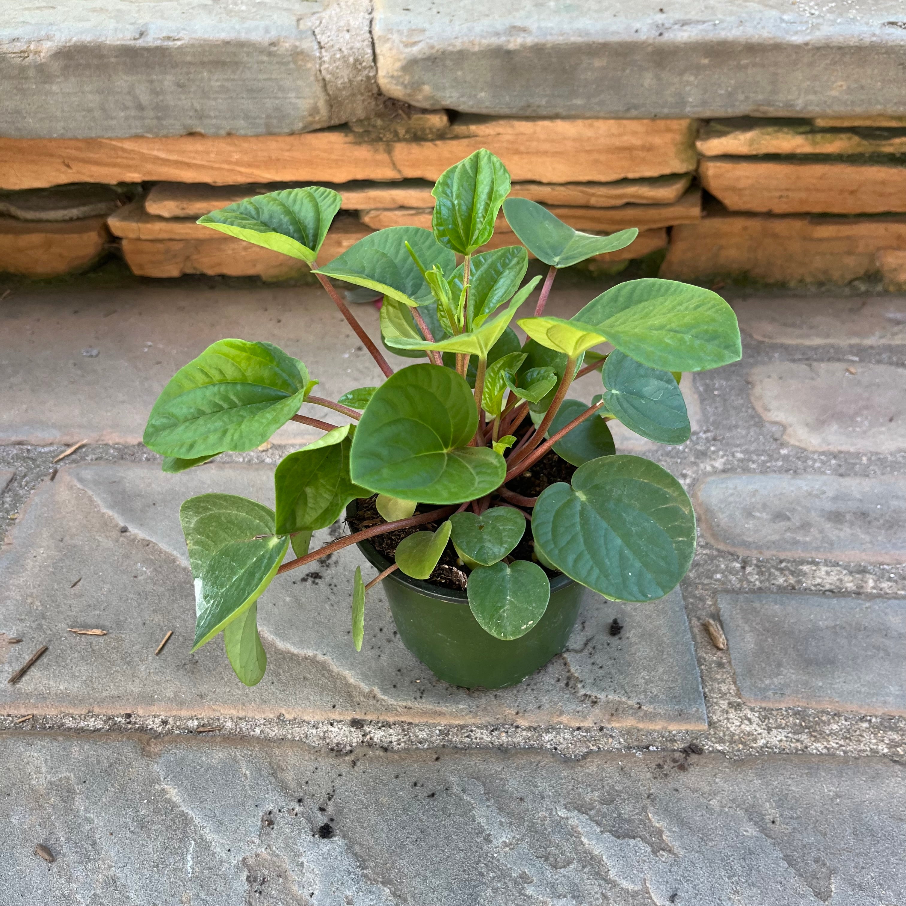 Rana Verde Peperomia