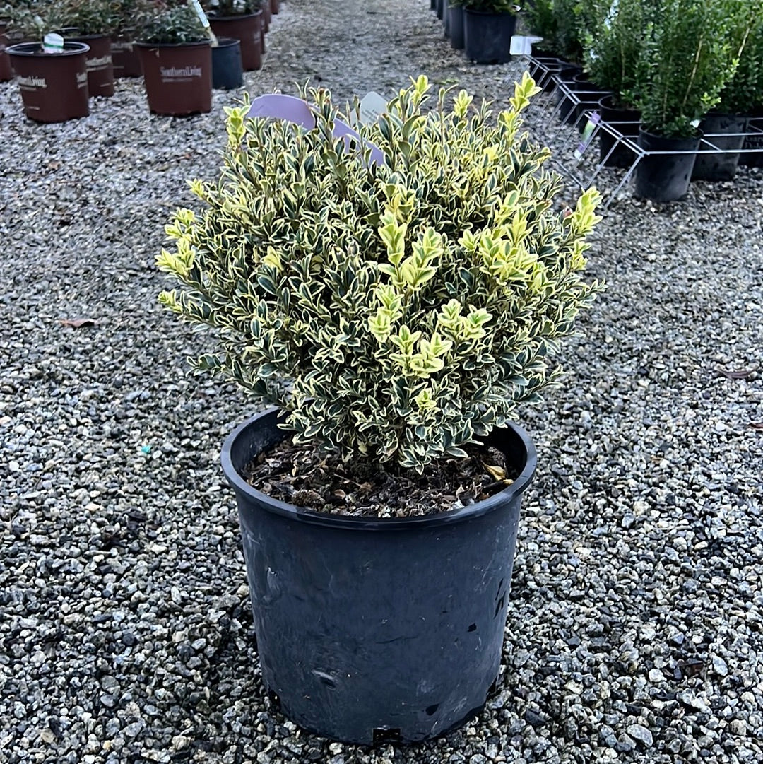 Variegated Boxwood
