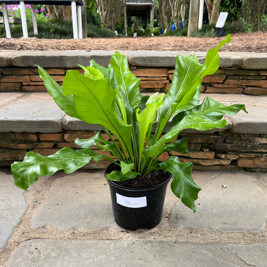 Bird’s Nest Fern Nidus