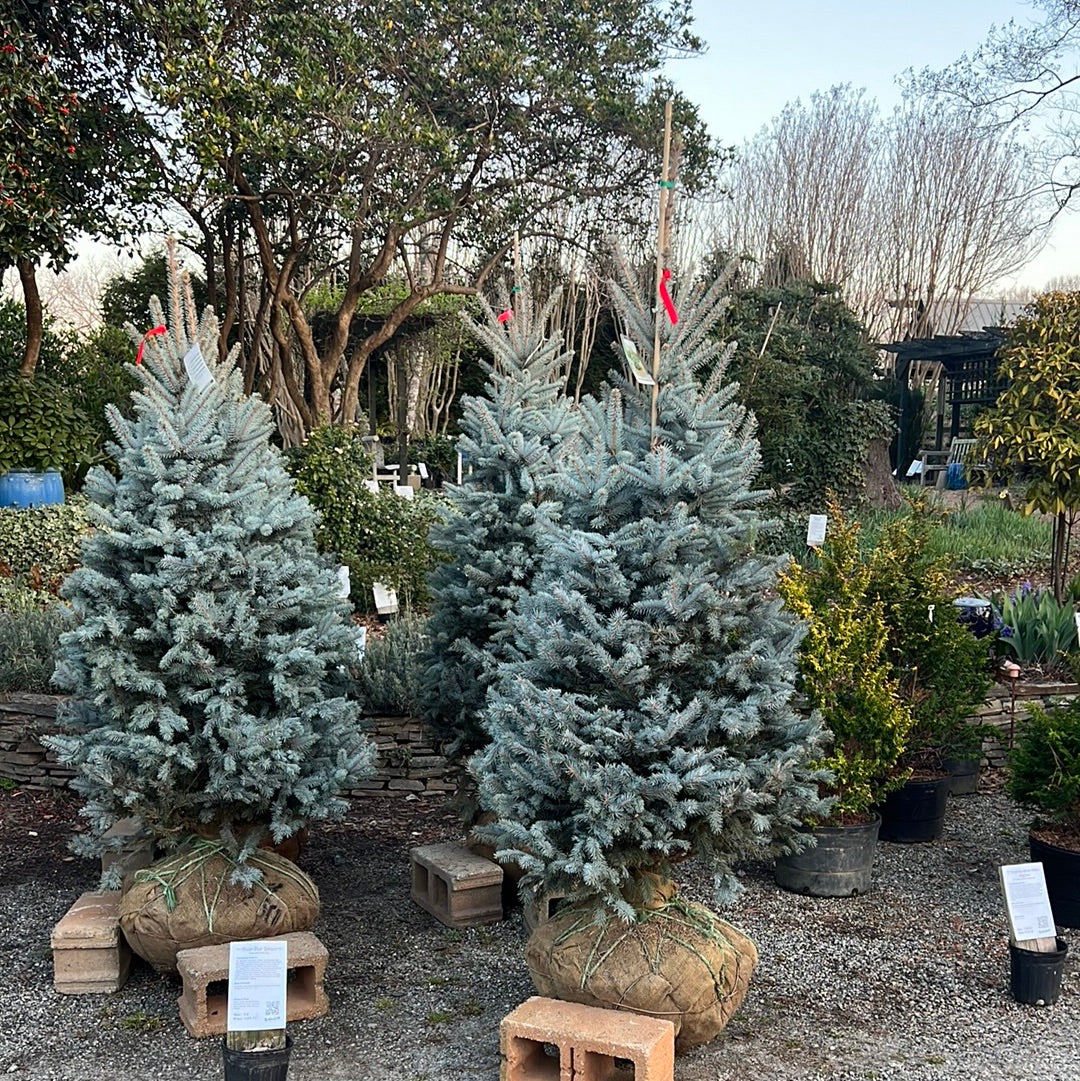 Bizon Blue Spruce 5-6&