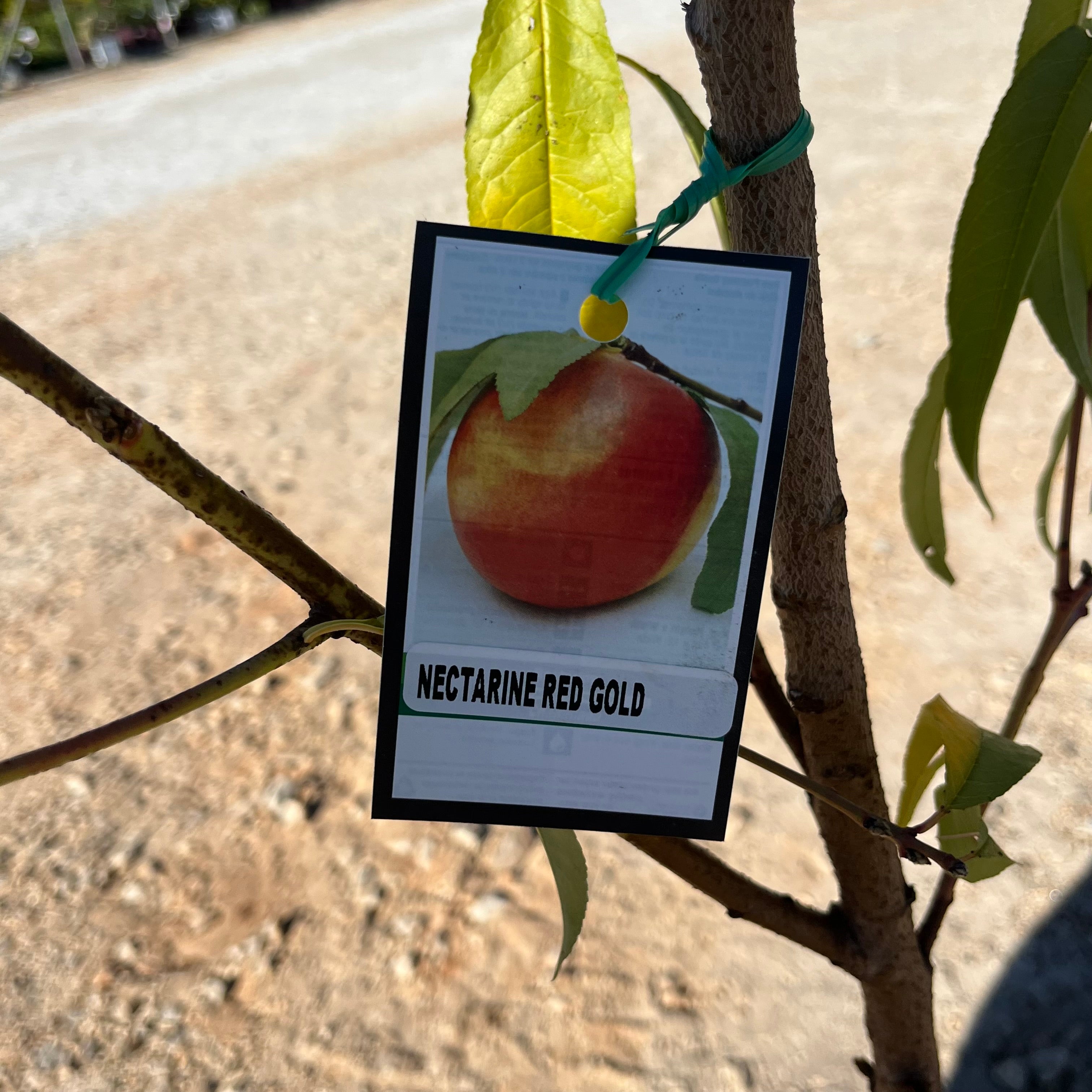 Red Gold Nectarine