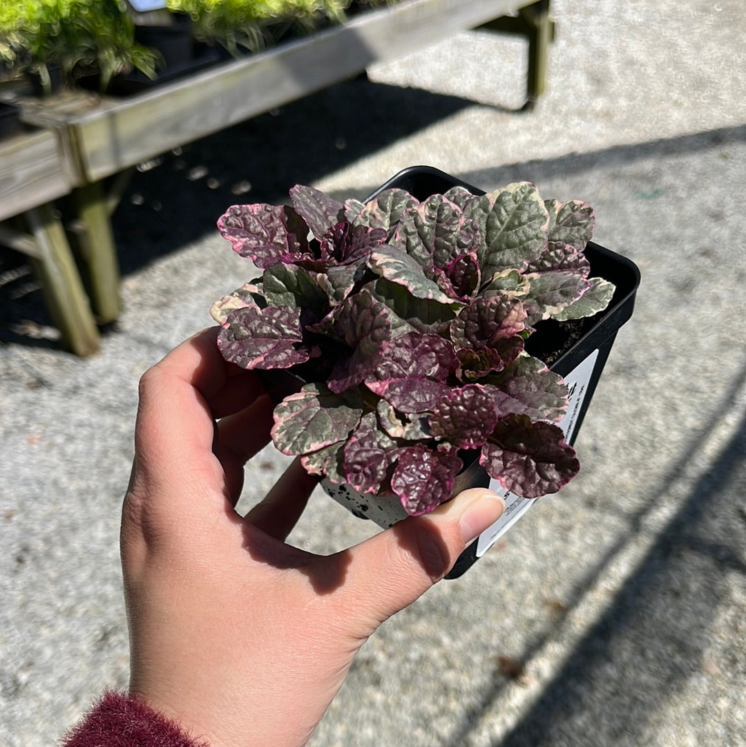 Burgundy Glow Ajuga 4" pot