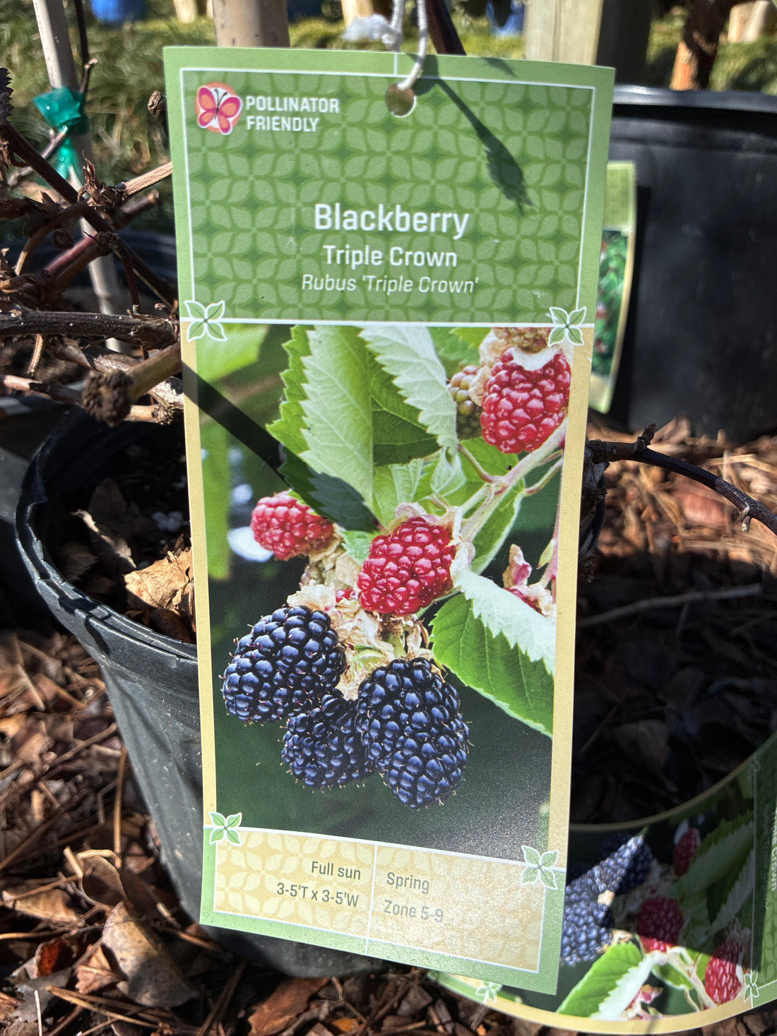 Triple Crown Blackberry