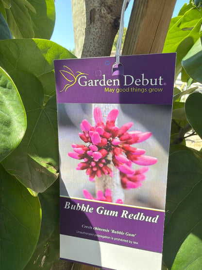 Bubble Gum Redbud