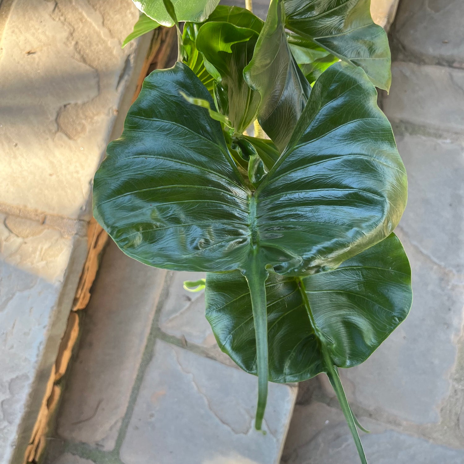 stingray philodendron Stingray Alocasia – Lichtenfelt's