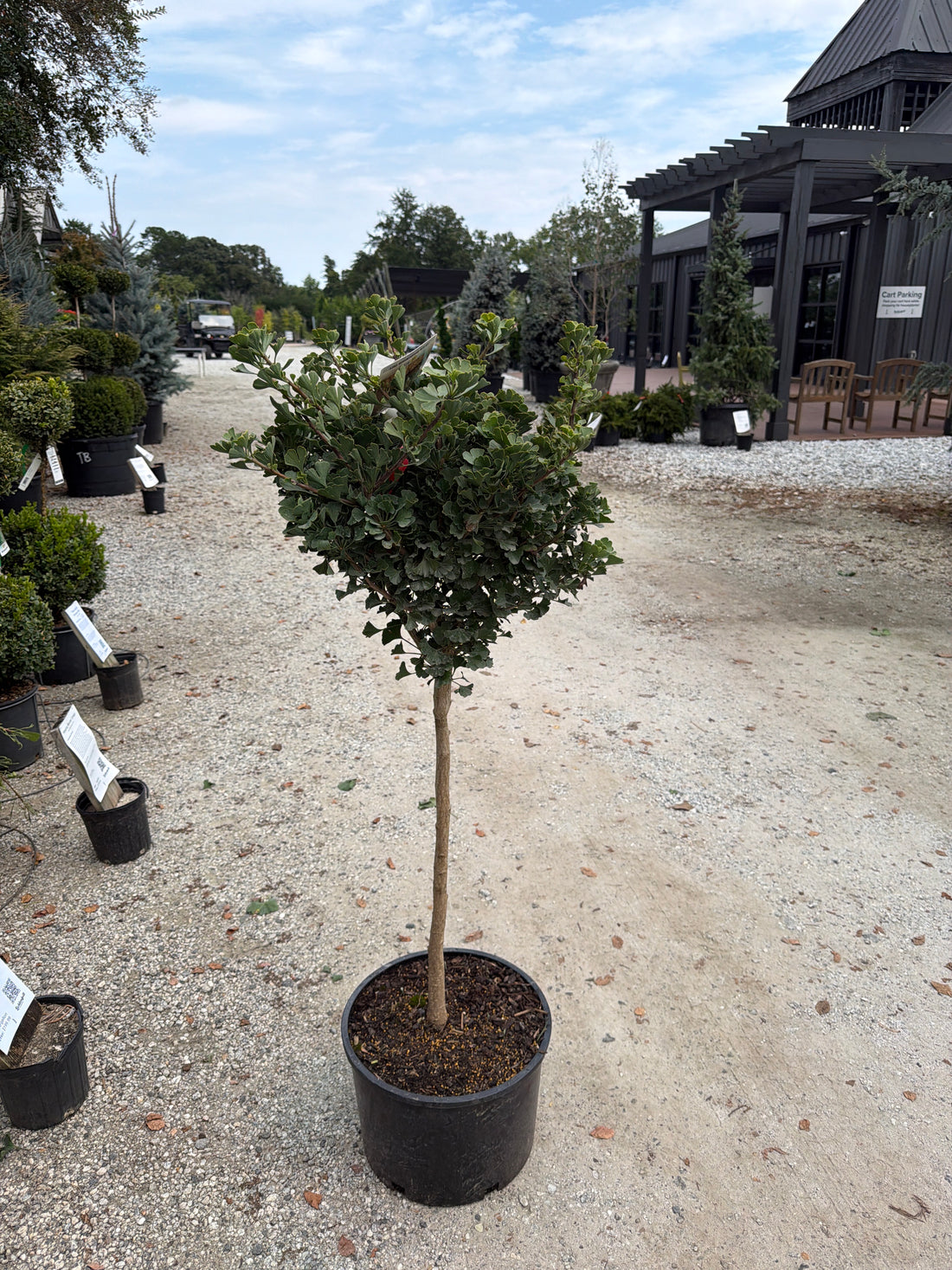 Clica Ginkgo