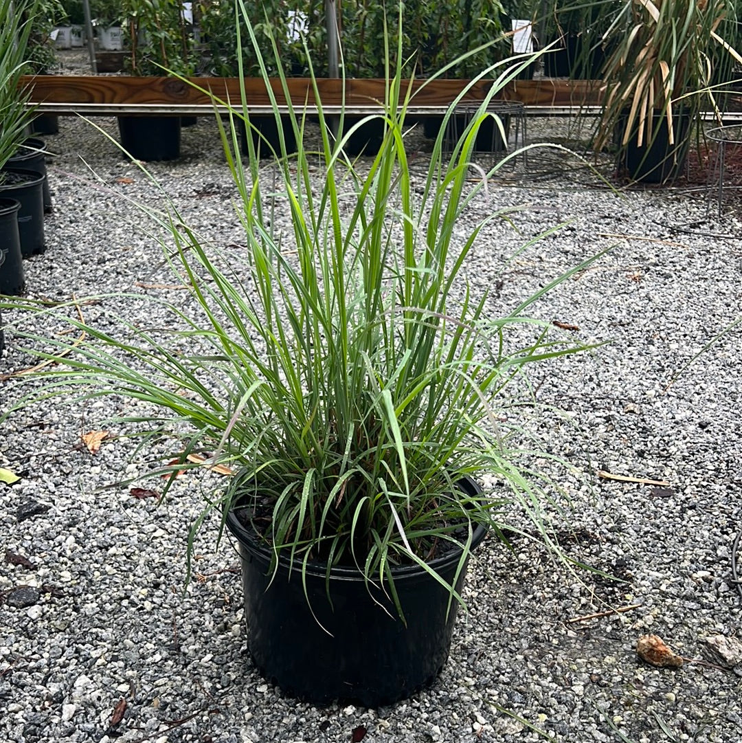 Twilight Zone Bluestem Grass 3 Gal