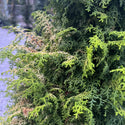 Melody Hinoki Cypress 6 Gal