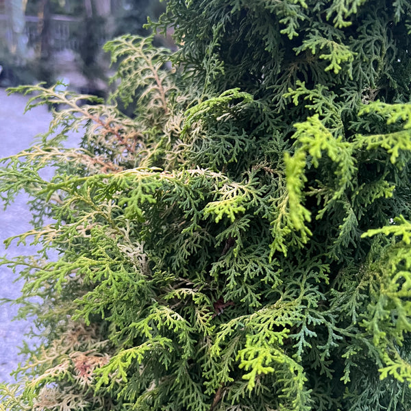 Melody Hinoki Cypress 6 Gal