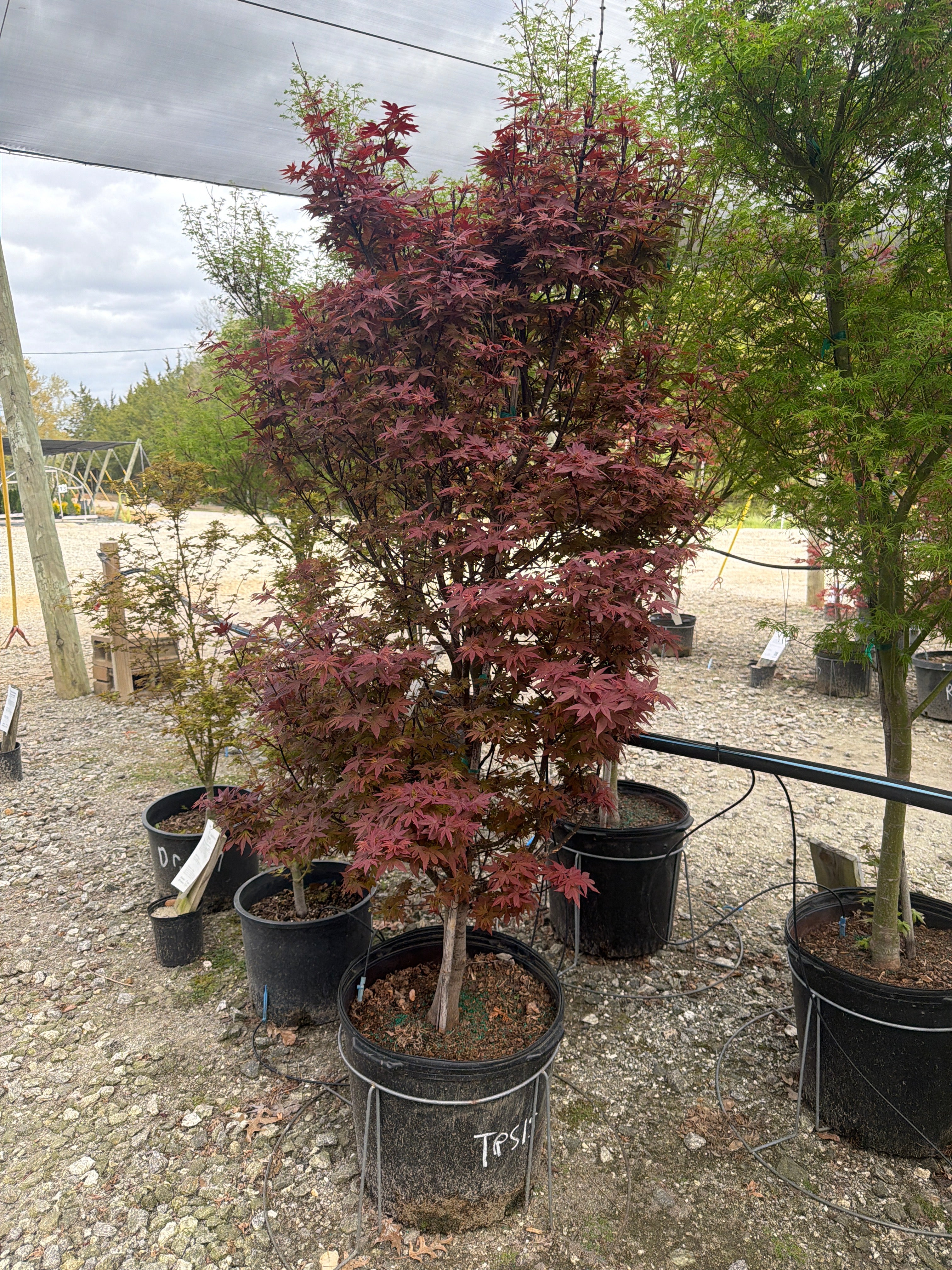 Twombley's Sentinel Japanese Maple – Lichtenfelt's