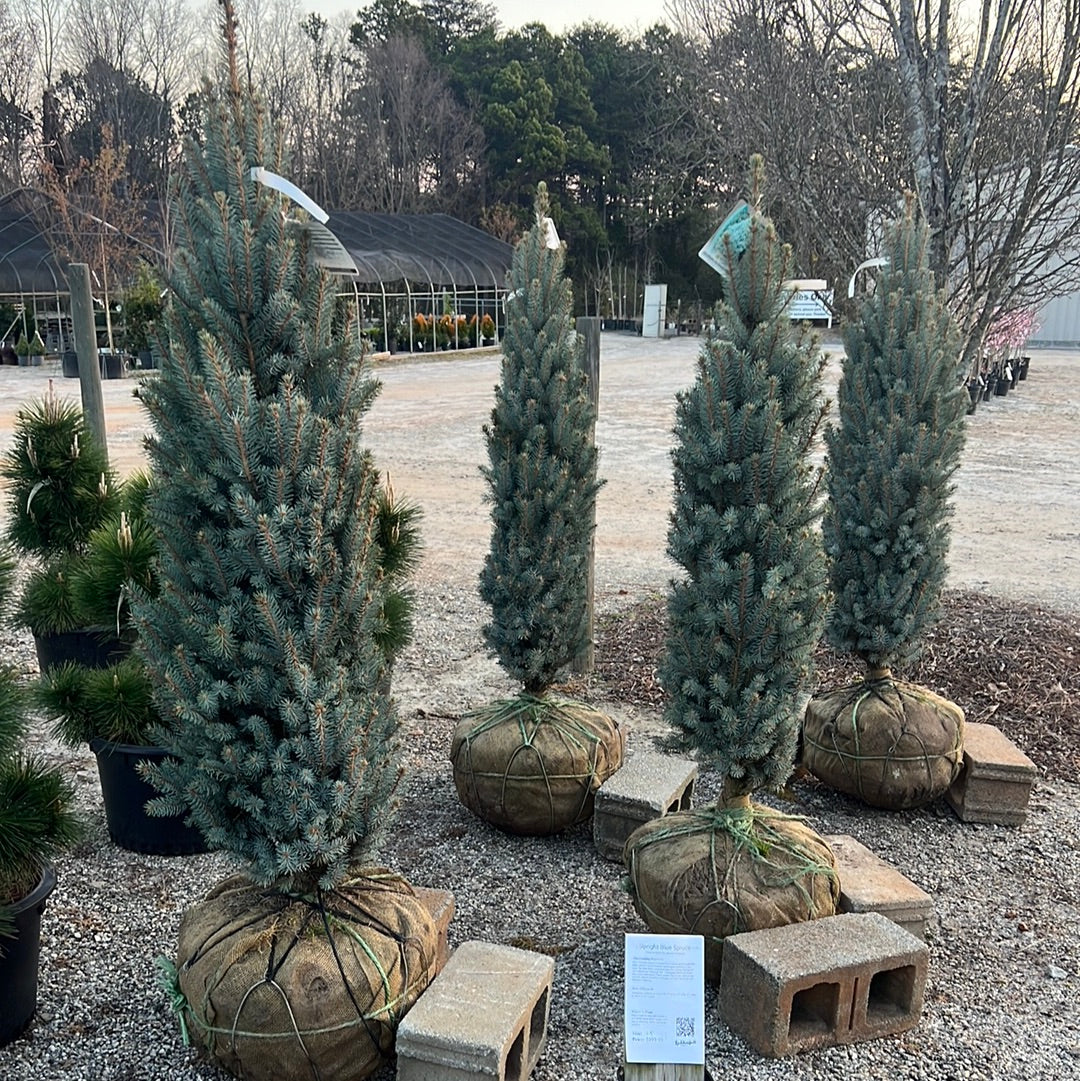 Upright Blue Spruce 4-5&