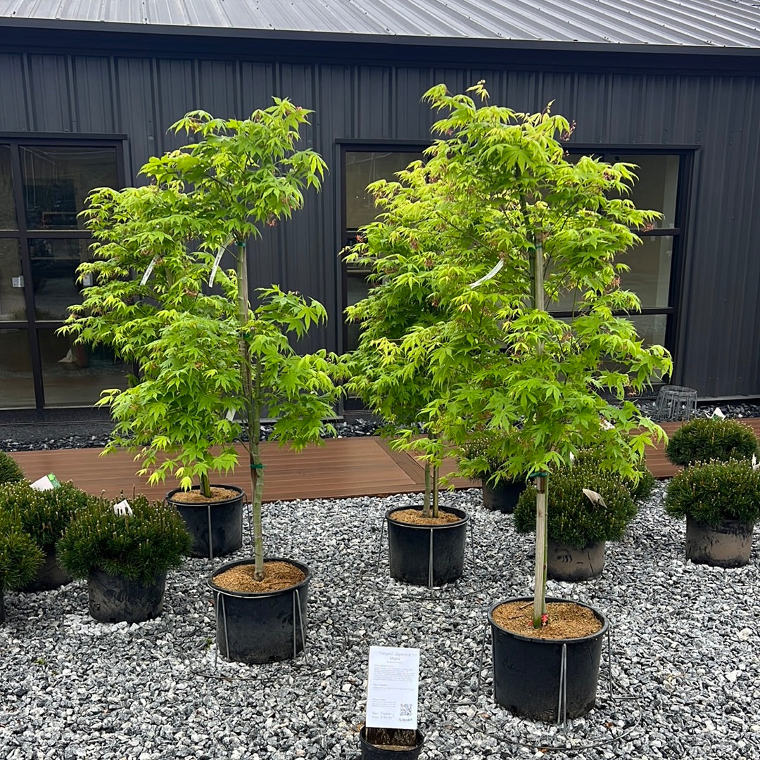 Elegans Japanese Maple