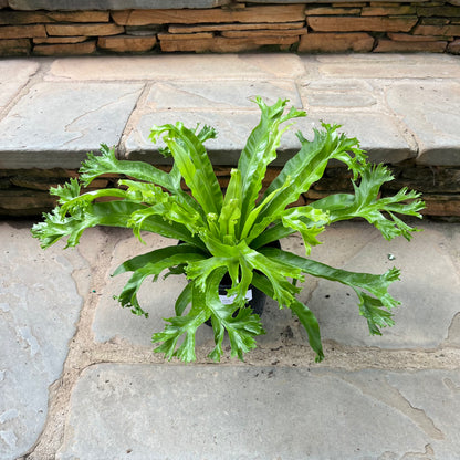 bird's nest fern cats Crissie Bird's Nest Fern – Lichtenfelt's
