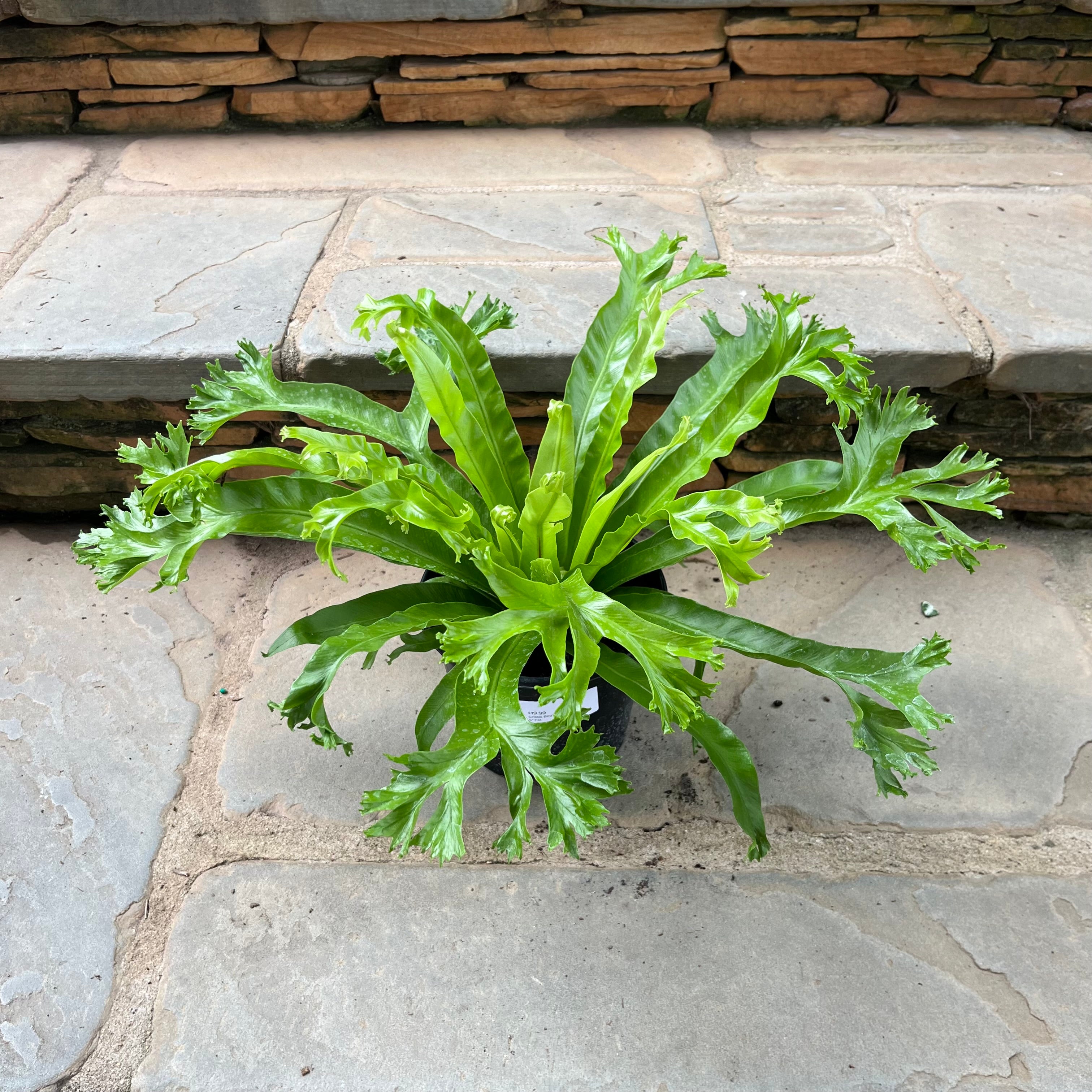 Crissie Bird’s Nest Fern