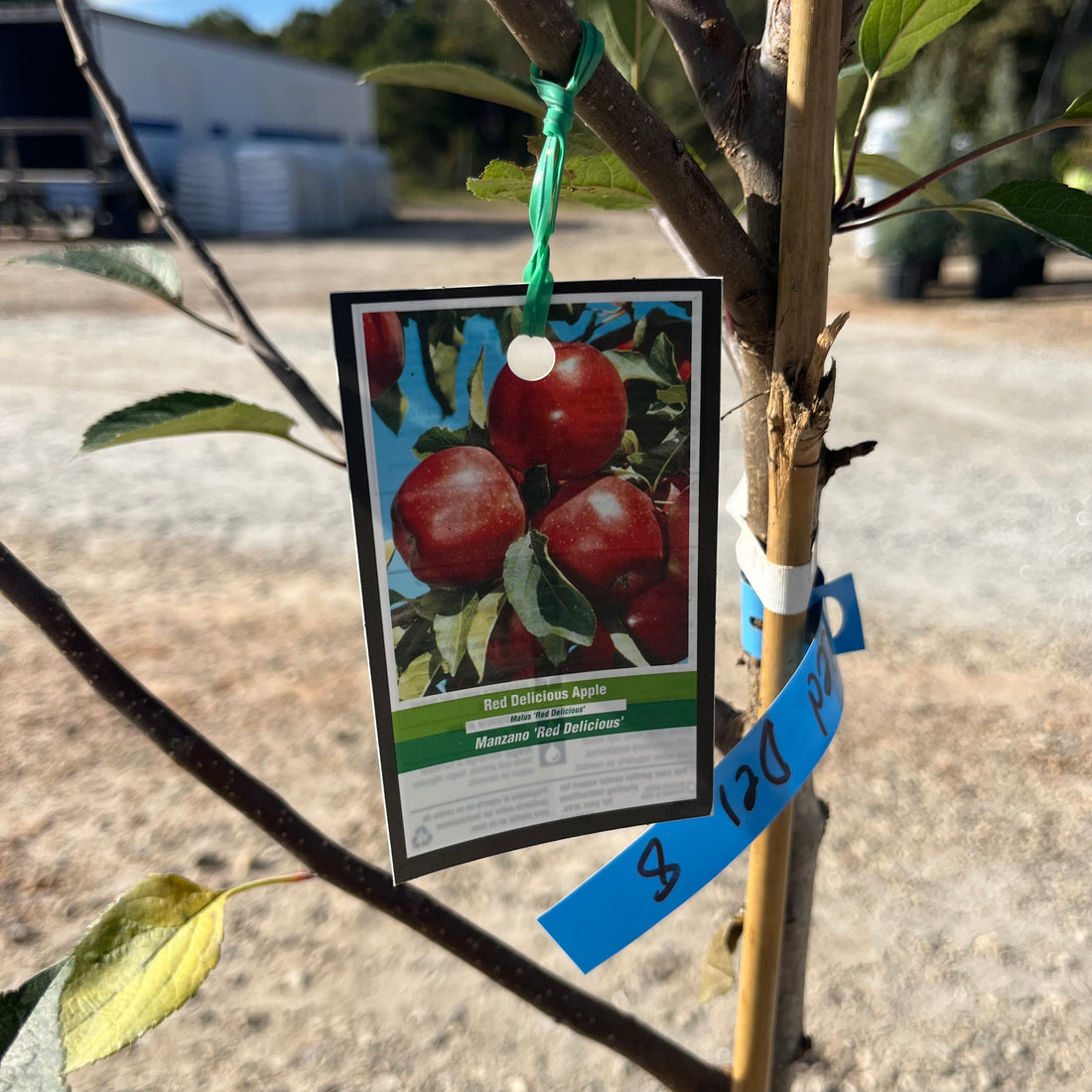 Red Delicious Apple