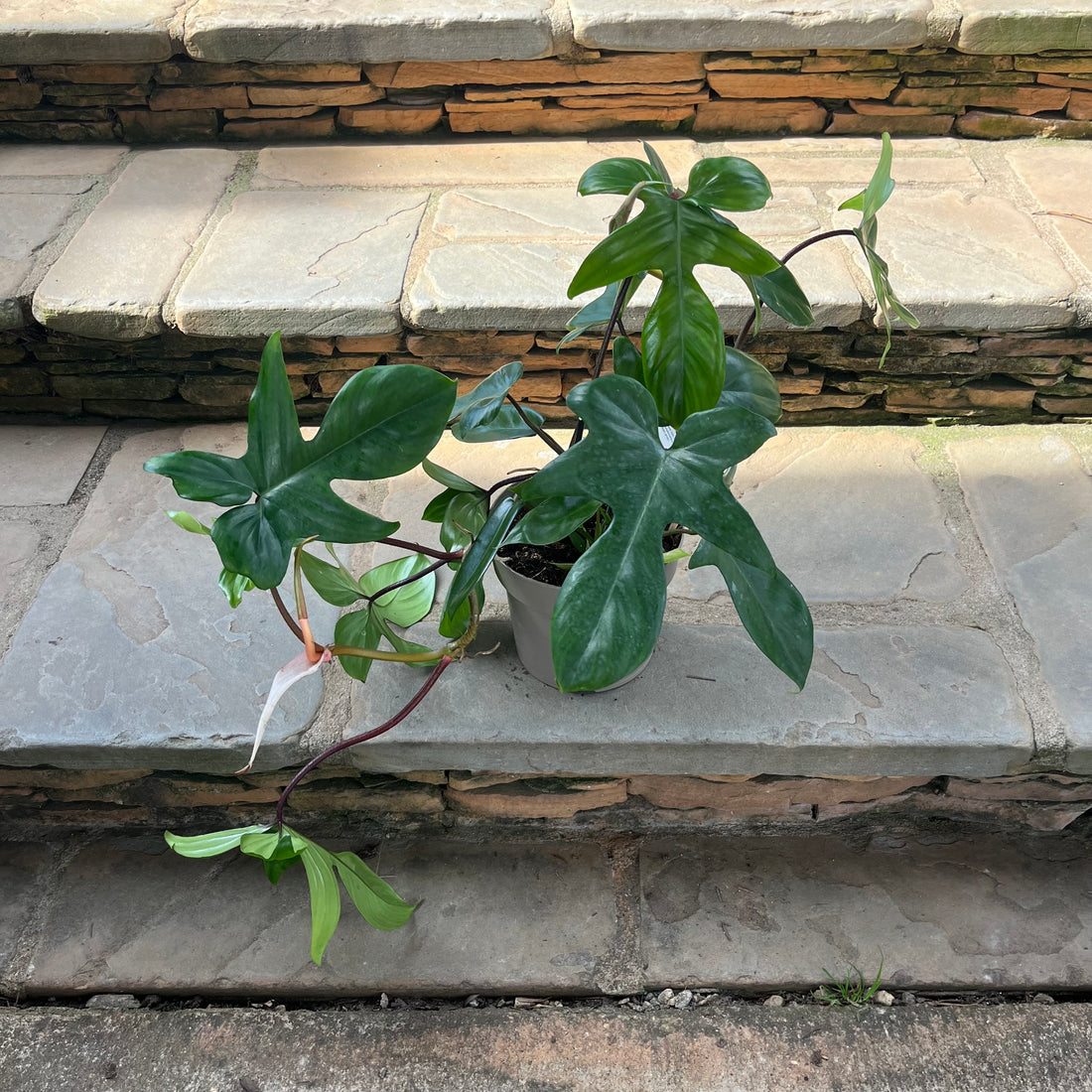 Florida Philodendron
